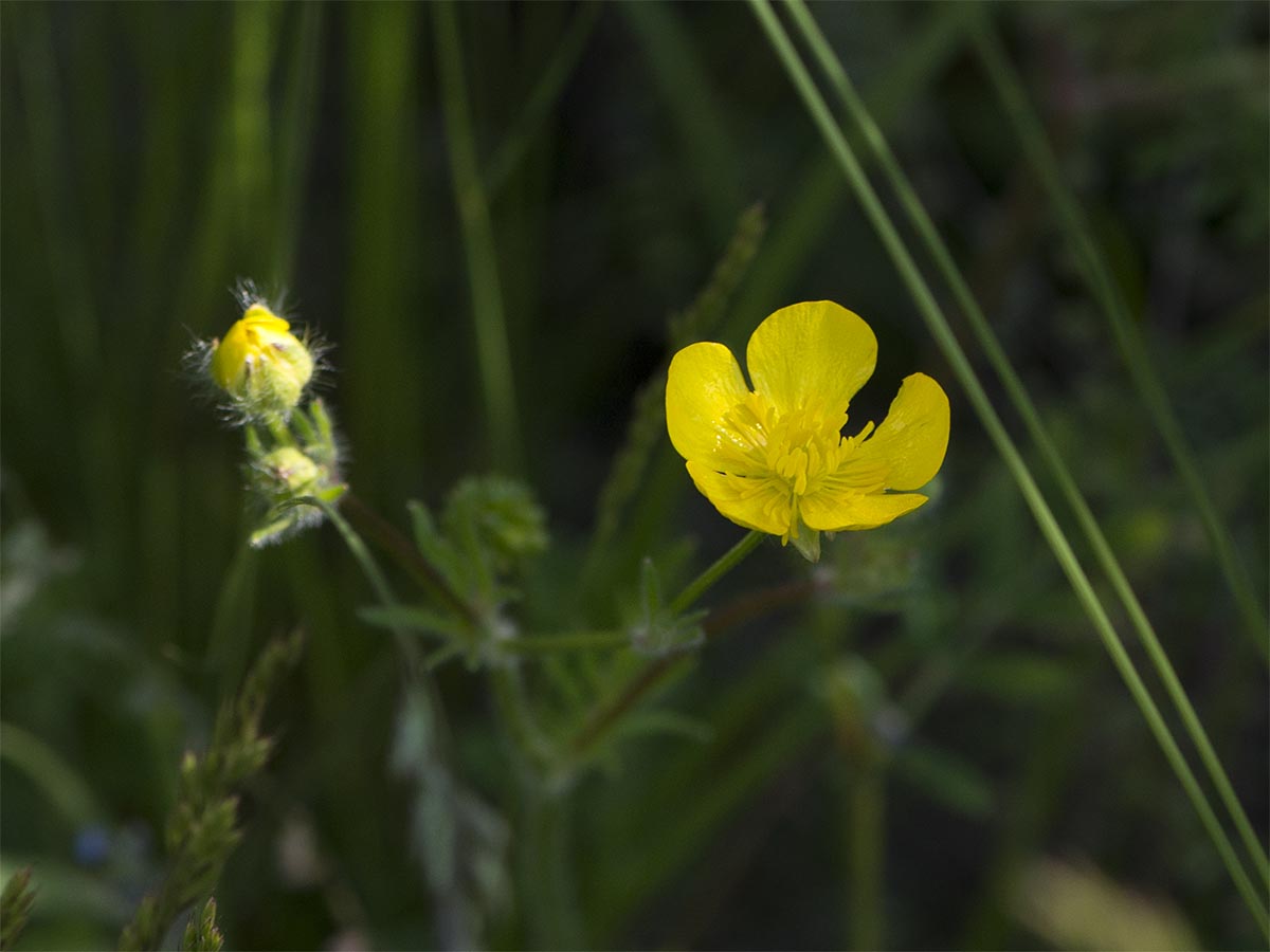 Ranunculus bulbosus